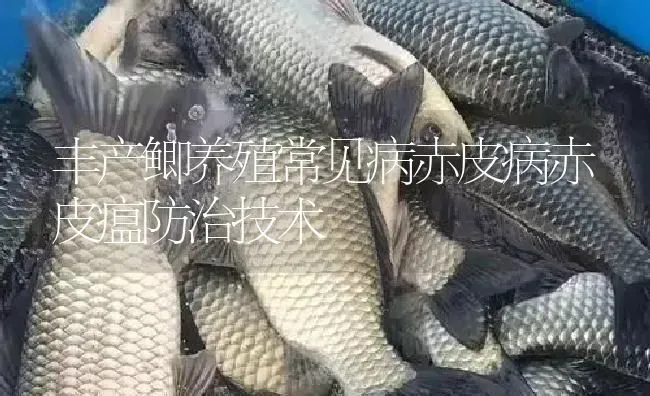 丰产鲫养殖常见病赤皮病赤皮瘟防治技术 | 淡水养殖