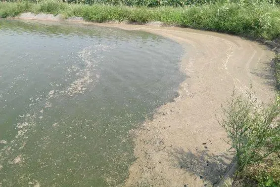 【淡水鱼专题】养殖中后期池塘幔子多，怎么办？