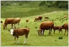 春季牛群防止疫病方法 | 动物饲养方法