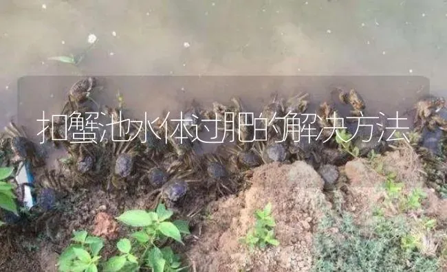扣蟹池水体过肥的解决方法 | 淡水养殖