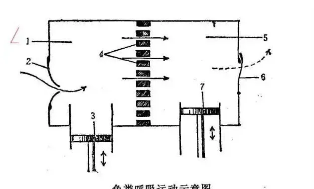 【养鱼人的必修课】鱼类呼吸系统知识分享