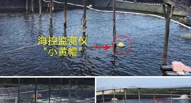 高温期河蟹养殖，就是一场伊乐藻和蓝藻的“战争”
