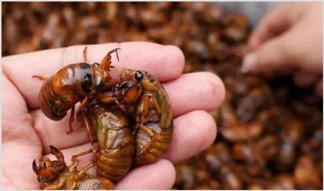 金蝉种卵怎么培育？金蝉养殖管理技术介绍 | 农业养殖科普