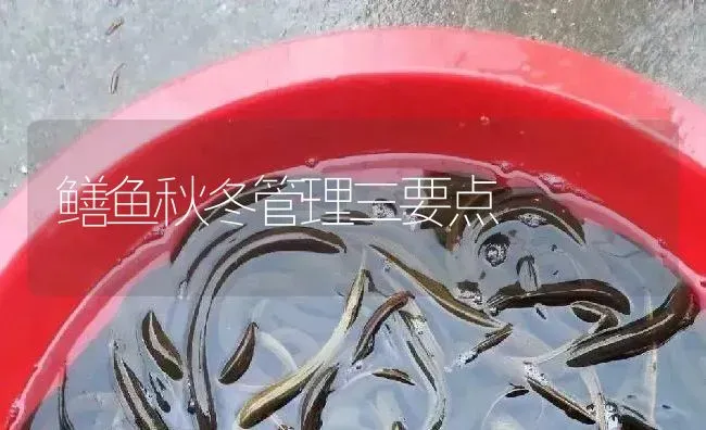 鳝鱼秋冬管理三要点 | 淡水养殖