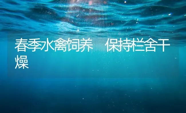 春季水禽饲养 保持栏舍干燥 | 家禽养殖