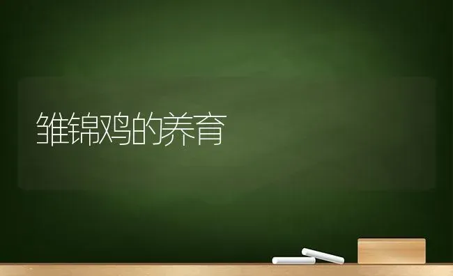 雏锦鸡的养育 | 家禽养殖