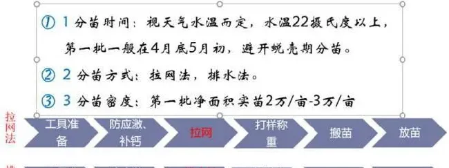 养殖罗氏沼虾如何做到成功率90%以上，亩利润5000+