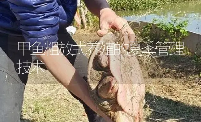 甲鱼粗放式养殖的夏季管理技术 | 淡水养殖