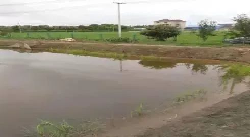 池塘出现蓝藻应该如何调水