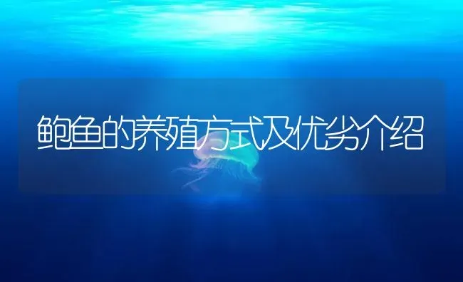 鲍鱼的养殖方式及优劣介绍 | 海水养殖