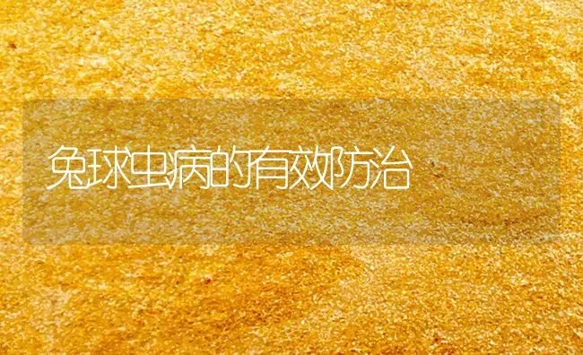 兔球虫病的有效防治 | 家畜养殖