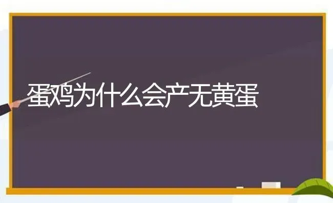 蛋鸡为什么会产无黄蛋 | 家禽养殖