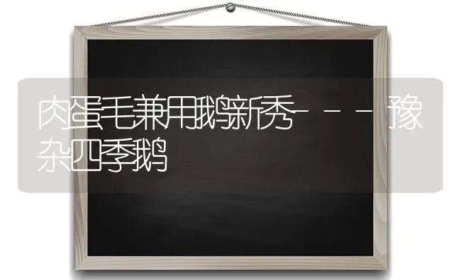 肉蛋毛兼用鹅新秀---豫杂四季鹅 | 家禽养殖