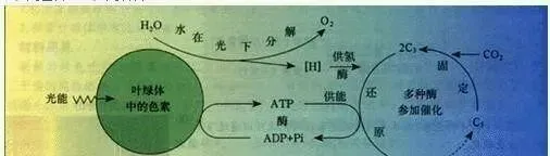 土壤缺“碳”，什么水草都可能种不好！缺碳是塘口水生植物的百病。