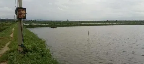 南方部分地区遭受洪水袭击 南美白对虾养殖如何应对暴雨天气？
