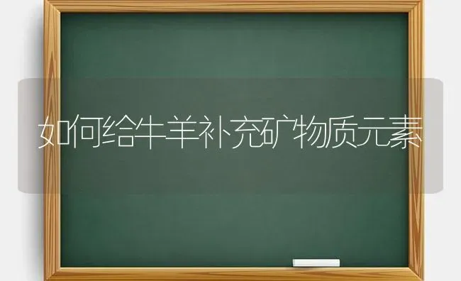 如何给牛羊补充矿物质元素 | 家畜养殖