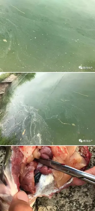 白露节过后，斑点叉尾鮰养殖你做好预防了吗？