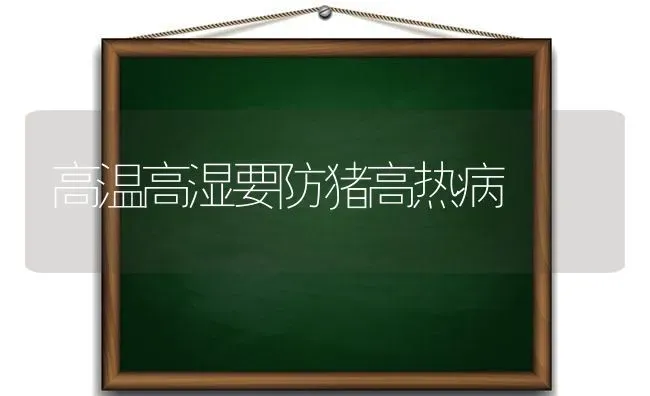 高温高湿要防猪高热病 | 家畜养殖