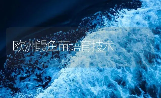 欧洲鳗鱼苗培育技术 | 淡水养殖