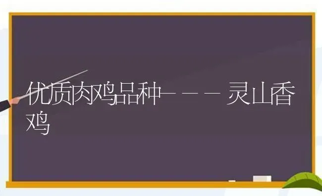 优质肉鸡品种---灵山香鸡 | 家禽养殖