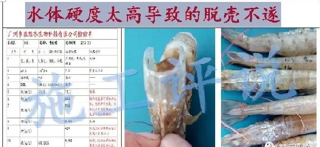 冬棚虾水质和疾病预防管理