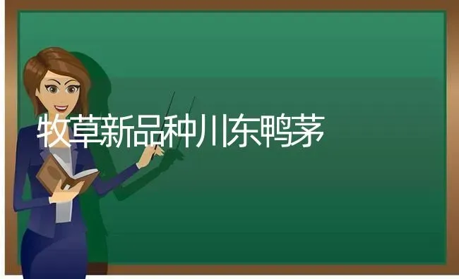 牧草新品种川东鸭茅 | 家禽养殖