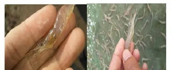 脊尾白虾黄腮病处理一例