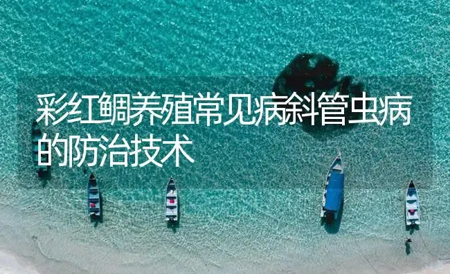 彩红鲷养殖常见病斜管虫病的防治技术 | 海水养殖