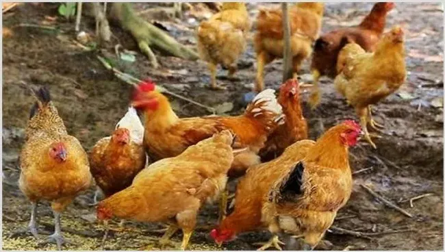 林下养鸡要准备什么工具？注意什么事项 | 养殖动物技术