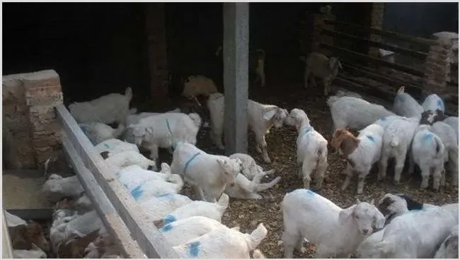 影响肉羊养殖效益的因素 | 动物养殖资料