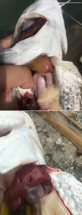白露节过后，斑点叉尾鮰养殖你做好预防了吗？