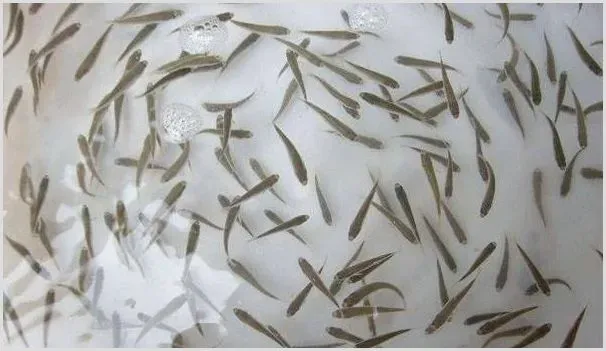 如何提高鱼苗的成活率？这四个环节很重要！ | 动物养殖技术