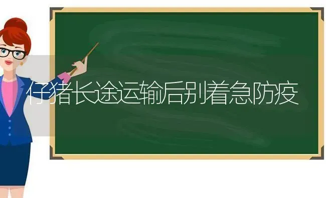 仔猪长途运输后别着急防疫 | 家畜养殖