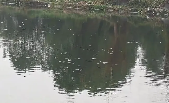 这两天降温要注意了，池塘浮头死鱼都有可能