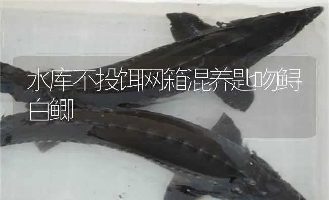 水库不投饵网箱混养匙吻鲟白鲫 | 淡水养殖