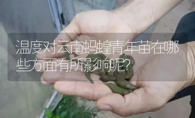 温度对云南蚂蝗青年苗在哪些方面有所影响呢？ | 特种养殖