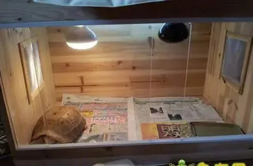乌龟加温饲养要注意哪些问题？