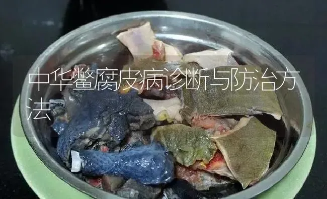 中华鳖腐皮病诊断与防治方法 | 淡水养殖