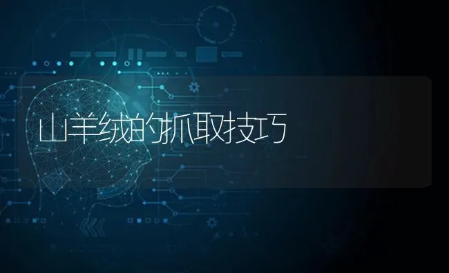 山羊绒的抓取技巧 | 家畜养殖