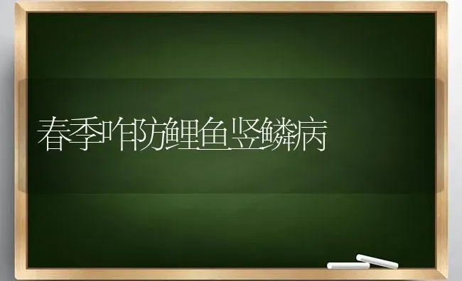 春季咋防鲤鱼竖鳞病 | 淡水养殖
