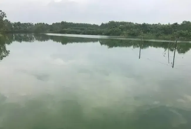 白露节过后，斑点叉尾鮰养殖你做好预防了吗？
