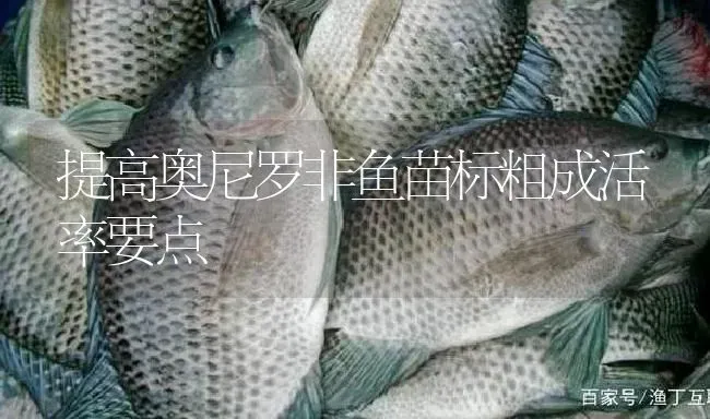 提高奥尼罗非鱼苗标粗成活率要点 | 淡水养殖