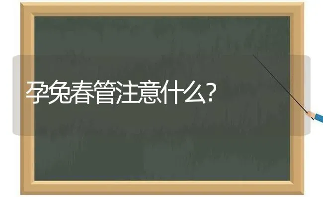 孕兔春管注意什么？ | 家畜养殖