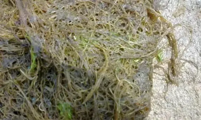 春季海参圈中的黄管菜怎么处理才能变废为宝？