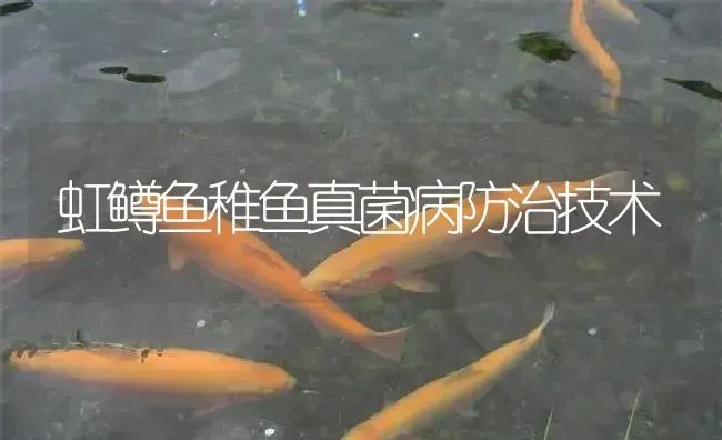 虹鳟鱼稚鱼真菌病防治技术 | 淡水养殖
