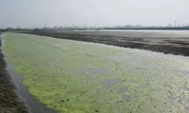 虾蟹池塘青苔处理的利害分析与管控