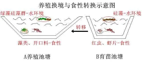 养殖南美白对虾到底应该怎么肥塘