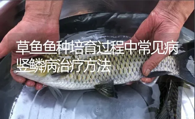 草鱼鱼种培育过程中常见病竖鳞病治疗方法 | 淡水养殖