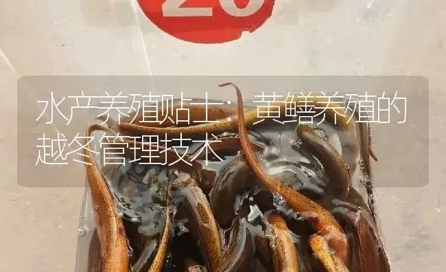 水产养殖贴士：黄鳝养殖的越冬管理技术 | 淡水养殖