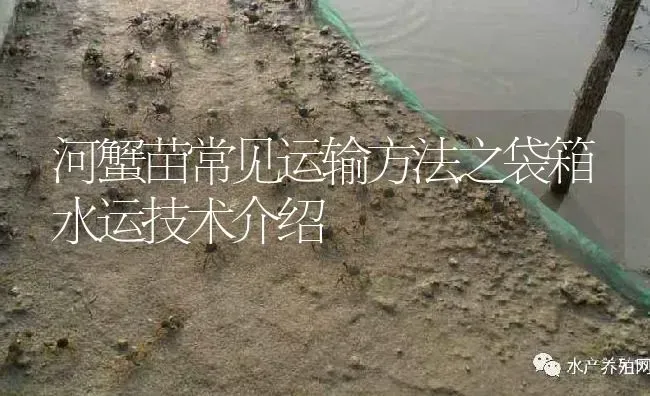 河蟹苗常见运输方法之袋箱水运技术介绍 | 淡水养殖